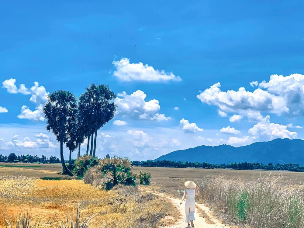 Cây thốt nốt An Giang là biểu tượng văn hóa đặc trưng của vùng đất xanh này. Hình ảnh cây thốt nốt đang chín trái, tạo nên cảnh quan đẹp mắt và độc đáo của miền Tây sông nước. Cùng chiêm ngưỡng hình ảnh cây thốt nốt An Giang để hiểu rõ hơn về vùng đất này nhé.