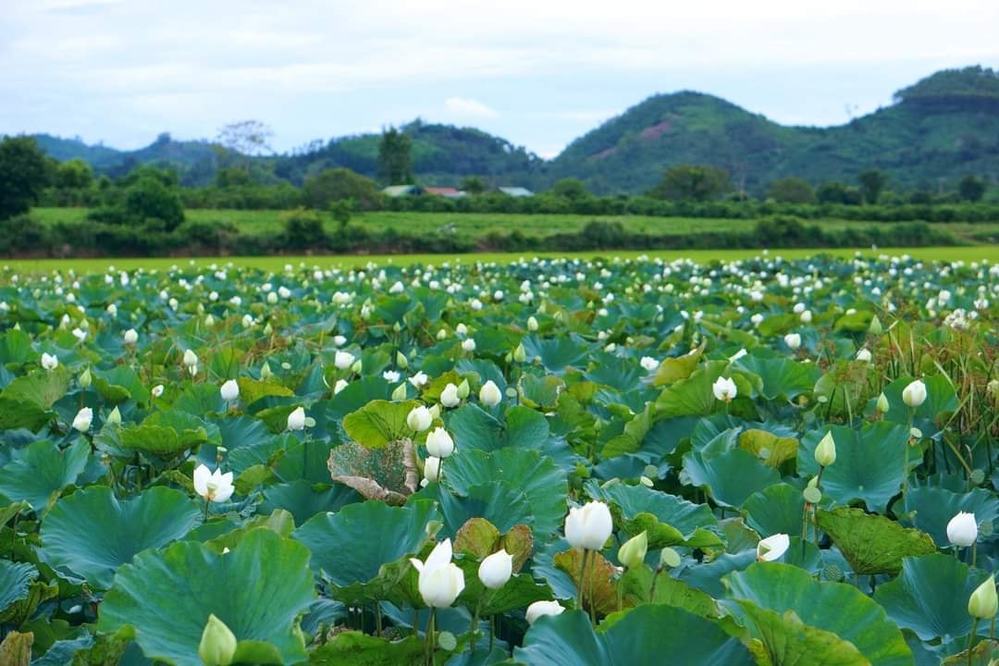 Đắk Lắk: Xuất hiện đầm sen cả nghìn bông trắng tinh khôi