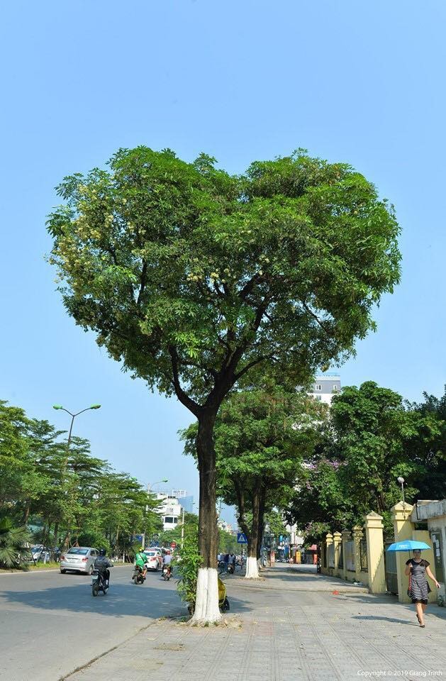  
Cây hoa sữa hình trái tim trên con đường Đào Tấn (Hà Nội) khiến góc phố trở nên "tình" hơn bao giờ hết (Ảnh: Giang Trịnh)