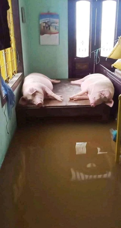  
Những chú lợn được nằm giường tránh bão (Ảnh: FB T.T)
