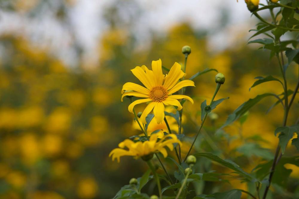  
Hoa dã quỳ luôn khiến người ta phải mê mẩn vì màu vàng đặc trưng của nó.