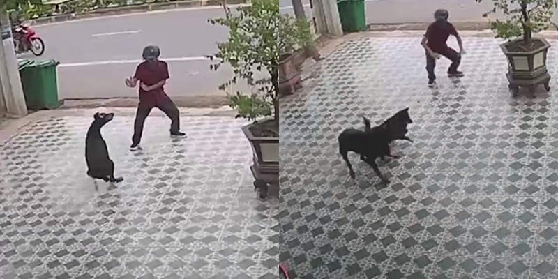 
Những hình ảnh người đàn ông "đi đường quyền" khi bị hai chú chó dọa cắn khiến dân mạng khá thích thú. (Ảnh: Cắt từ clip)