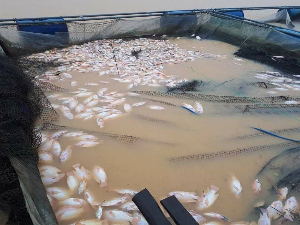  
Lượng cá diêu hồng bị chết rất lớn. (Ảnh: FB: Phóng Viên Huế).