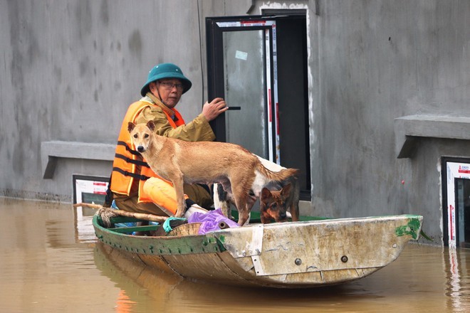  
Những chú chó cưng được người dân gửi gắm đội cứu hộ. (Ảnh: Thanh Niên)