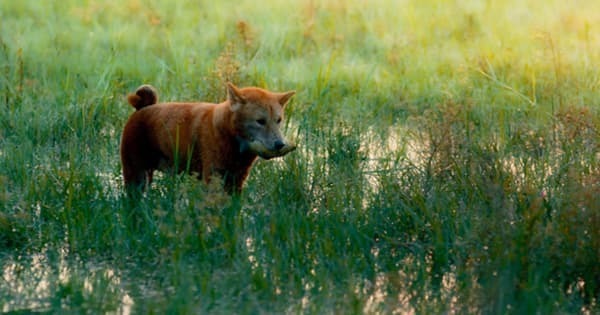  
Chú chó Shiba được đóng vai Cậu Vàng trong tác phẩm điện ảnh cùng tên. (Ảnh: Cắt từ clip).