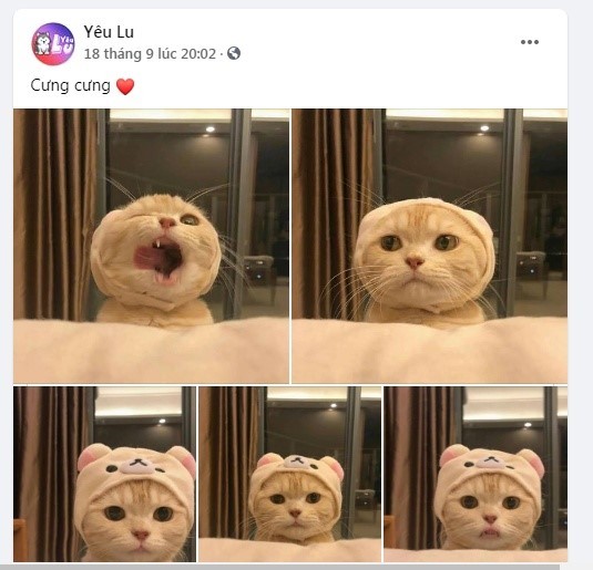  
Yêu Lu – Fanpage mới chia sẻ những chú thú cưng siêu cute.