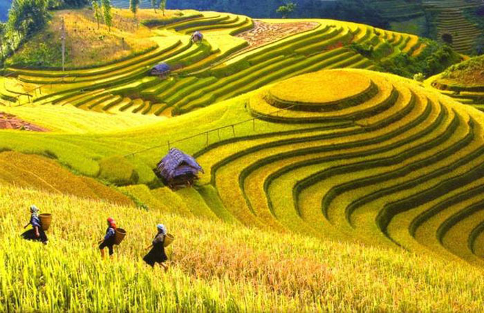  Ruộng bậc thang mùa lúa chín là một cảnh đẹp độc đáo của Việt Nam. (Ảnh: Pinterest)