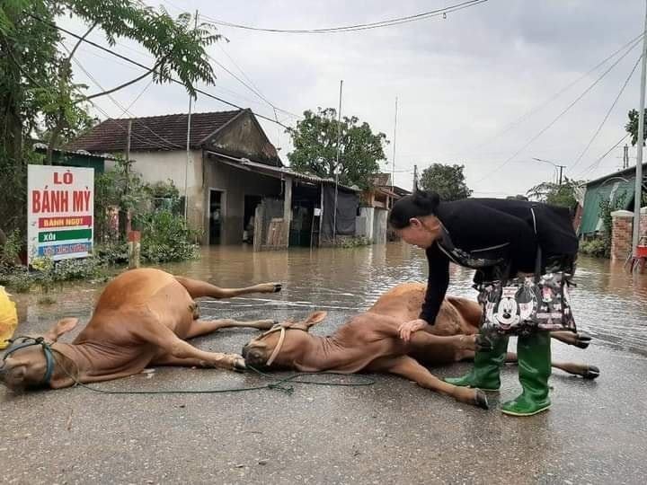  
Người phụ nữ bật khóc trước hình 2 chú bò trôi dạt vào đường. (Ảnh: Dân Hương Sơn)