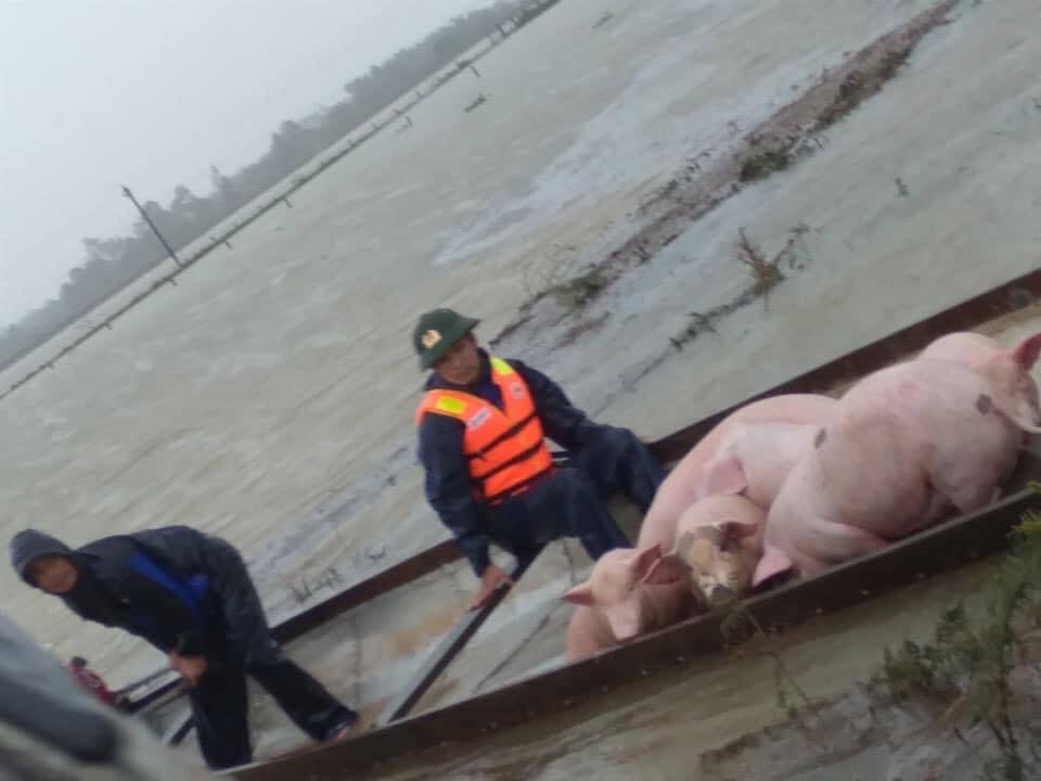 
Đàn lợn an toàn nằm trên thuyền (Ảnh: Lao Động)