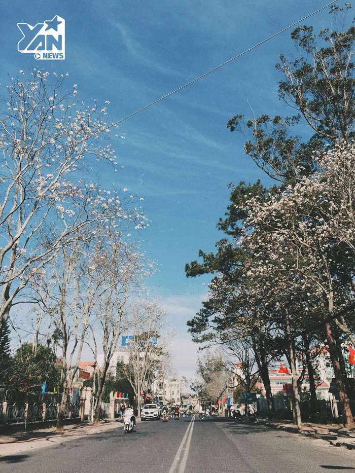  
Các tuyến đường Quang Trung, Trần Phú, Phù Đổng Thiên Vương… bỗng đẹp và lãng mạn hơn rất nhiều nhờ những hàng cây hoa Ban trắng. (Ảnh: Yan)