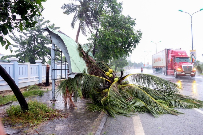  
Cây đổ do bão số 12 ở thị trấn Vạn Giã, huyện Vạn Ninh, Khánh Hòa, sáng 10/11. (Ảnh: Zing)