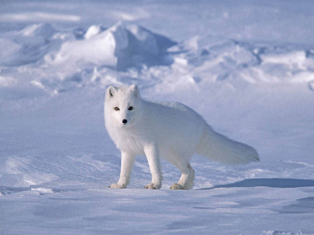  
Cáo tuyết vốn là loài sinh sống tại Bắc Cực. (Ảnh: Yaplakal).