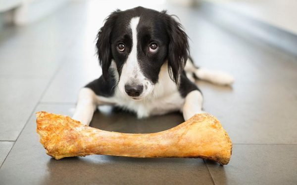  
Bạn có thể chuẩn bị xương giả cho vật nuôi nhà mình. (Ảnh minh họa: Pet)