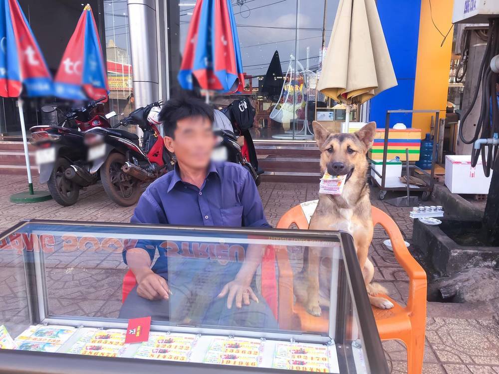  
Hình ảnh chú chó ngoan ngoãn ngồi bán vé số cho chủ. (Ảnh: FB C.T.T)