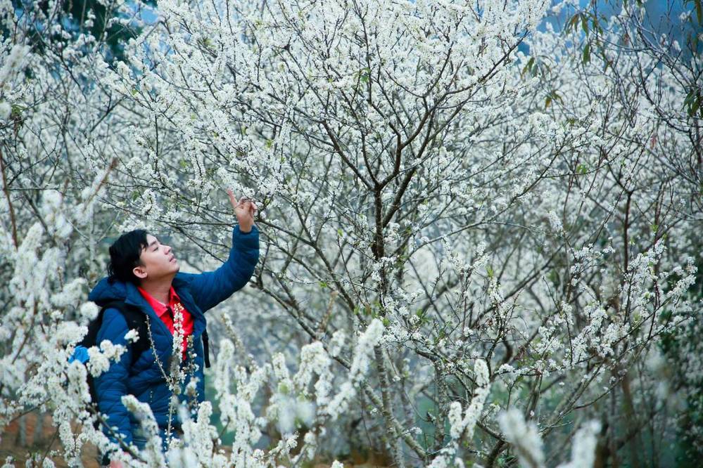  
Hoa mận nở trắng xóa trong rừng thông bản Áng. (Ảnh: Nguyễn Thanh Tuấn/VNO)