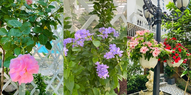  
Dù tất bật với công việc kinh doanh và nuôi dạy các con, nhưng người đẹp cũng thường xuyên chăm sóc vườn và luôn trồng nhiều loại hoa. (Ảnh: FBNV) - Tin sao Viet - Tin tuc sao Viet - Scandal sao Viet - Tin tuc cua Sao - Tin cua Sao
