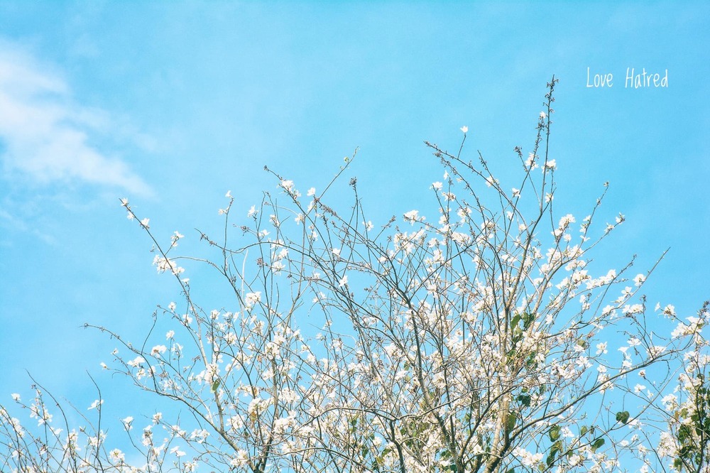  
Hoa ban trắng khiến cho cả một vùng trời ở Đà Lạt khoác lên mình một sắc trắng tinh khôi. (Ảnh: Hương Võ - Ghiền Đà Lạt)