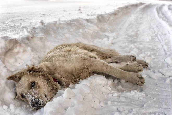  
Chú chó mẹ được tìm thấy với trạng thái cứng đơ vùi trong tuyết.