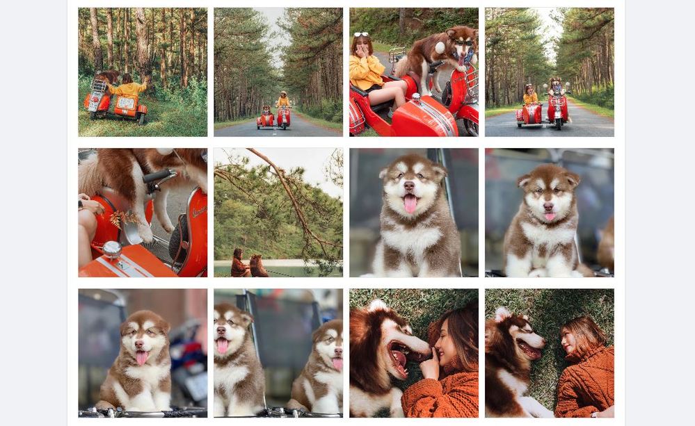 Fanpage Mật Pet Family khiến bao người “lụi tim” vì chú chó nối tiếng nhất Việt Nam