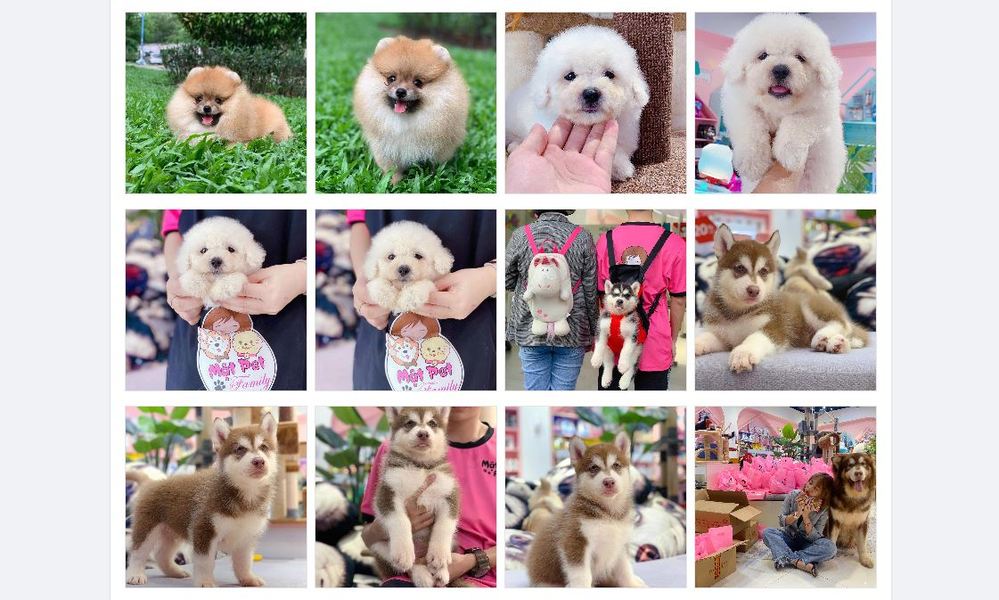 Fanpage Mật Pet Family khiến bao người “lụi tim” vì chú chó nối tiếng nhất Việt Nam