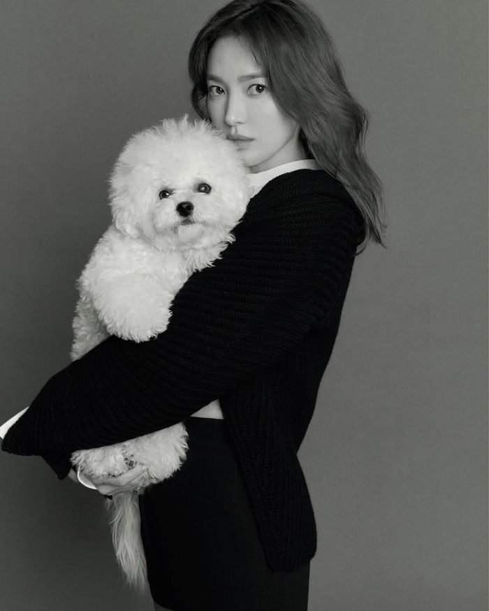  
Chán yêu đương, Song Hye Kyo tập trung vào bản thân và nuôi cún cưng (Ảnh: Naver)