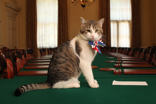  
Mèo Larry đã định cư tại dinh Thủ tướng Anh từ năm 2011.