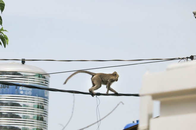  
Đàn khỉ đi lại tự do trên dây điện tại quận 12. (Ảnh: Thanh Niên)