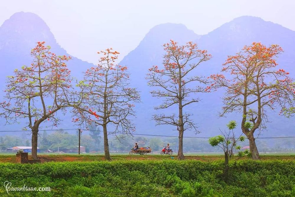 Vẻ đẹp tựa tranh vẽ của con đường hoa gạo nở ngay ngoại thành Hà Nội