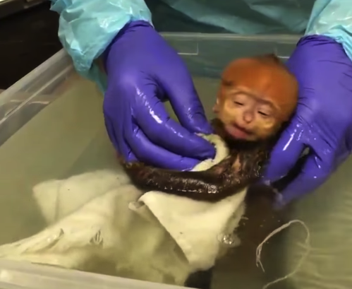  
Hình ảnh bé khỉ được tắm với biểu cảm "phê pha" khiến nhiều người thích thú (Nguồn: FB Philadelphia Zoo)