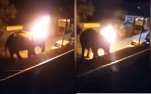  
Con voi bị ném lốp xe đang cháy lên người. (Ảnh cắt từ clip)