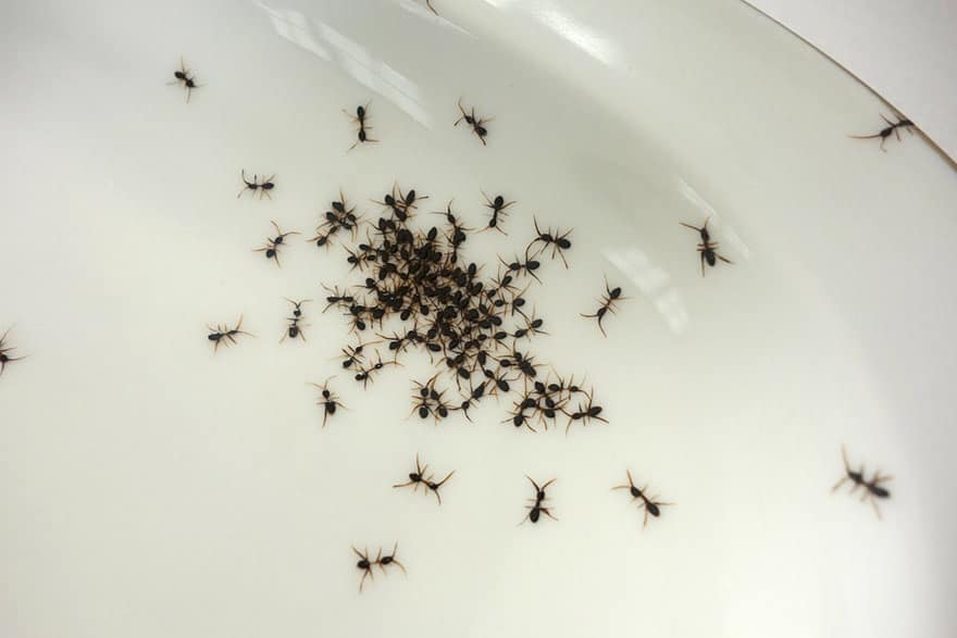  
Cận cảnh đàn kiến đang bò không hề "giả trân". (Ảnh: Evelyn Brackow)