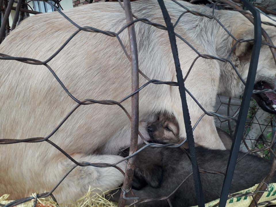  
Những bé cún đang tranh bú sữa từ mẹ. (Ảnh: Hanoi Pet Adoption)