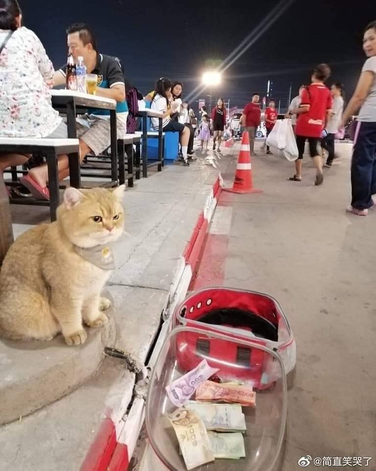  
Bé mèo ngồi chờ chủ nhưng bỗng được cho rất nhiều tiền. (Ảnh: Sina)