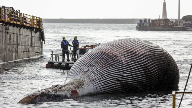  
Con cá voi nặng tới 70 tấn, dài hơn 20m (Nguồn: Reuters)