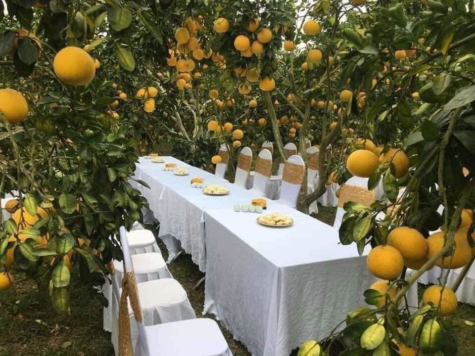 
Vườn cam được tận dụng để trở thành địa điểm đám cưới. (Ảnh: FB B.T.G)