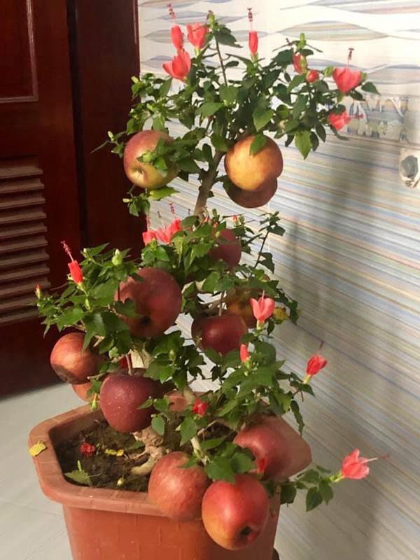  
Đâu ai ngờ rằng, mua về vài ngày đã phát hiện cây táo lùn nở đầy hoa... dâm bụt. (Ảnh: Eva)