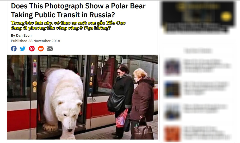  
Bài viết trên Snopes gây tò mò khi chia sẻ hình ảnh chú gấu Bắc Cực đi lại tự do ở Nga vào năm 2018. (Ảnh: Chụp màn hình)