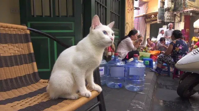  
Chú mèo xuất hiện trong bộ phim. (Ảnh: NHK).