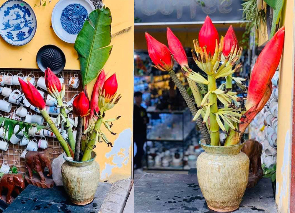 
Mọi người thường đặt hoa từ Lào Cai về để tặng người thân trưng Tết. (Ảnh: VietNamNet)