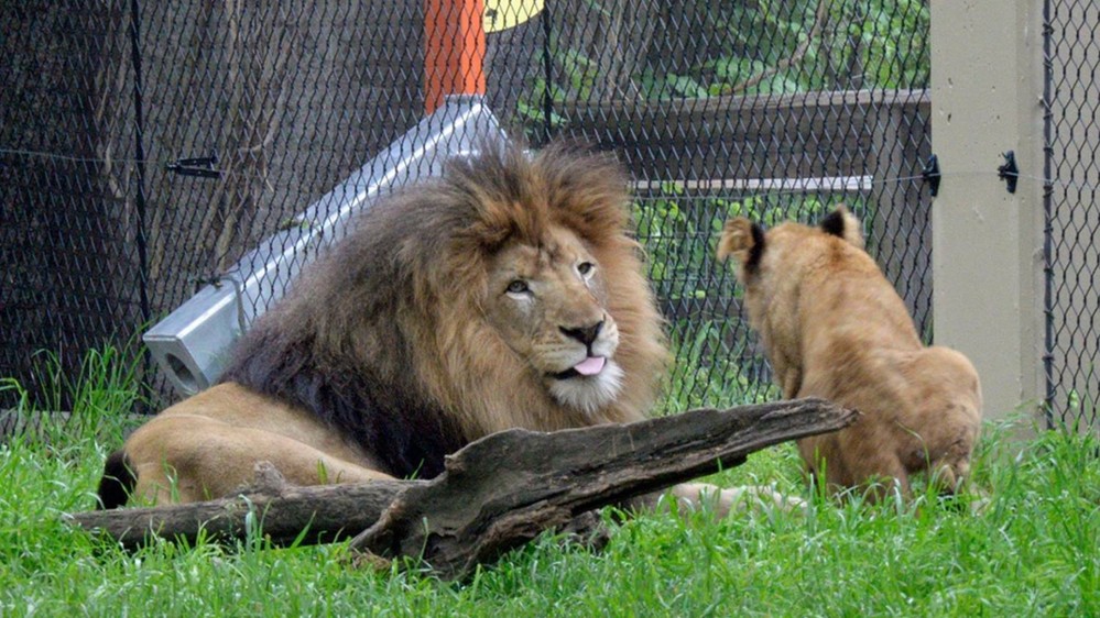  
Mong muốn của anh là được trở thành bữa ăn cho sư tử. (Ảnh minh hoạ - Daily Mail)
