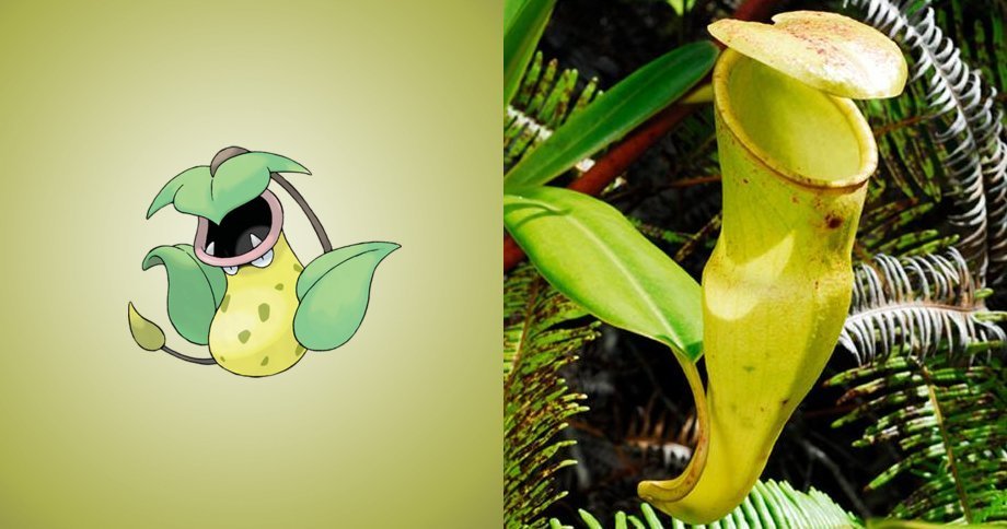 
Loài thực vật dáng bình, màu vàng tên "cây bình rượu" chính là nguồn cảm hứng cho nhân vật Victreebel trong Pokemon. (Ảnh: Guff)