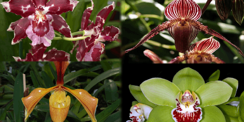 
Những loại lan lọt danh sách hoa lan quý hiếm, đắt đỏ nhất thế giới (Nguồn: Pinterest)