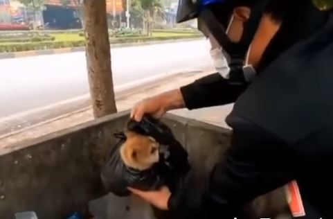  
Chú chó nhỏ bị vứt vào thùng rác trong tình trạng bị cột chặt miệng. (Ảnh cắt từ clip)
