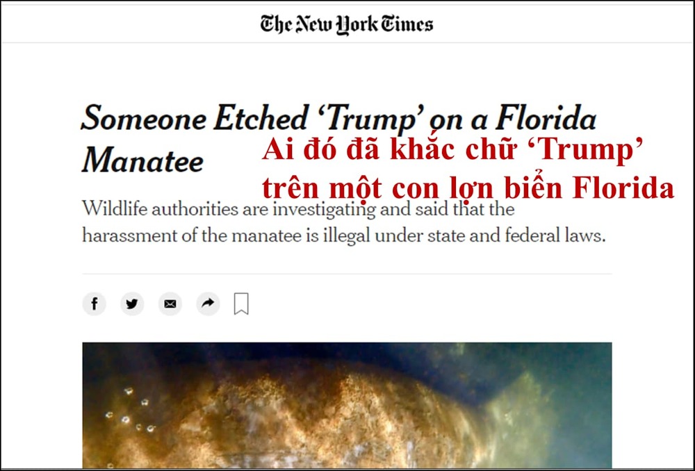  
Thông tin từ trang The New York Times. (Ảnh: Chụp màn hình)