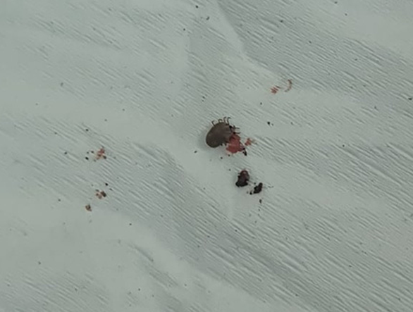 Con ve chó no máu nằm trong tai trái của bé. (Ảnh: Tuổi Trẻ)
Con ve chó no máu nằm trong tai trái của bé. (Ảnh: Tuổi Trẻ)