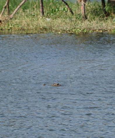 
Hình ảnh cá sấu nổi lên trên mặt nước.