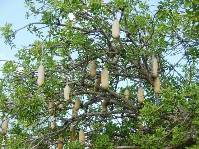  
Quả của cây Kigelia Africana rất giống những chiếc xúc xích (Nguồn: Twitter)