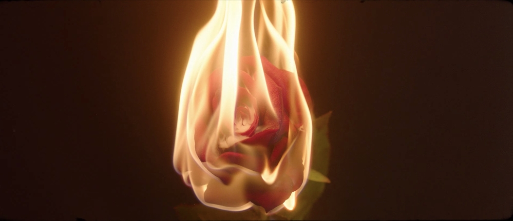 
Biểu tượng hoa hồng bị cháy. (Ảnh: Chụp màn hình).