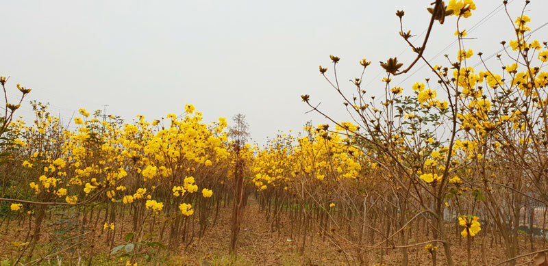  
Vườn hoa chuông vàng hiếm có tại Bắc Giang.