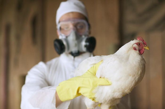  
Virus H5N8 được phát hiện trên gia cầm (Ảnh: Reuters)